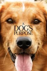 Watch A Dog’s Purpose Streaming